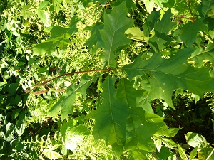 quercus shumardii (chene Shumard )
